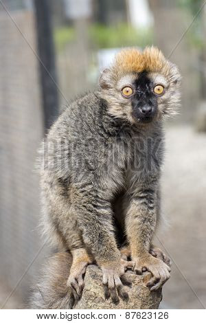 Red Lemur (eulemur Rufus)
