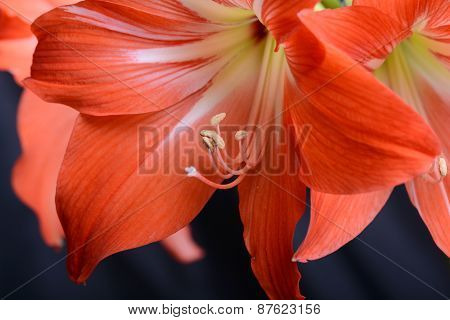 Beautiful Pink Gladiolus, Close Up