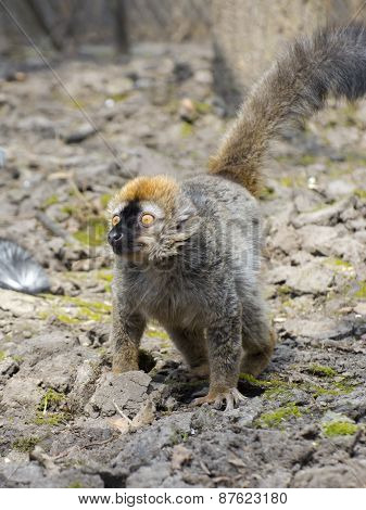 Red Lemur (eulemur Rufus)