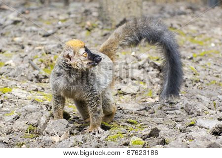 Red Lemur (eulemur Rufus)