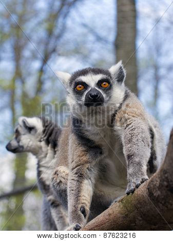 Ring-tailed Lemur (lemur Catta)