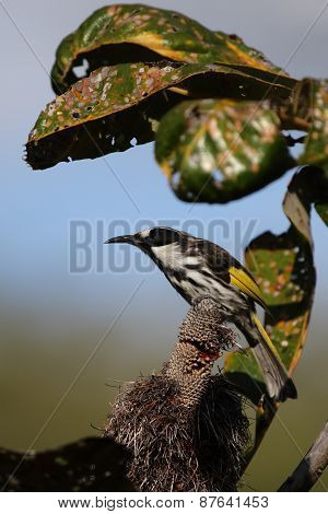 White-cheeked Honeyeater (phylidonyris Niger)