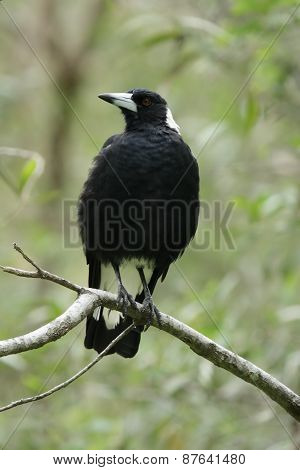 Australian Magpie (cracticus Tibicen)