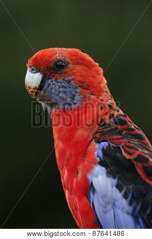 Crimson Rosella (platycercus Elegans)