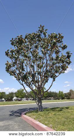 California Magnolia
