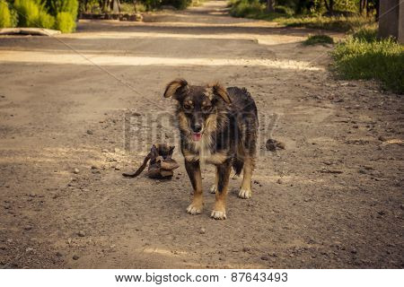 Neighbor's dog and old boot