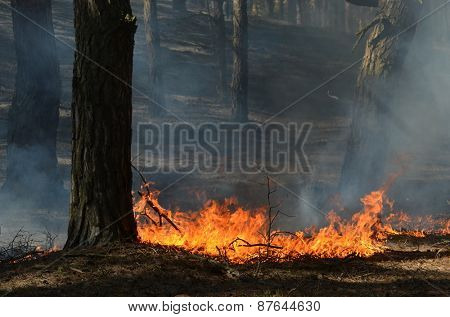 Near Kiev, Ukraine -April 11, 2015: Severe drought. Fires destroy forest and steppe.  April 11, 2015 Near Kiev, Ukraine.