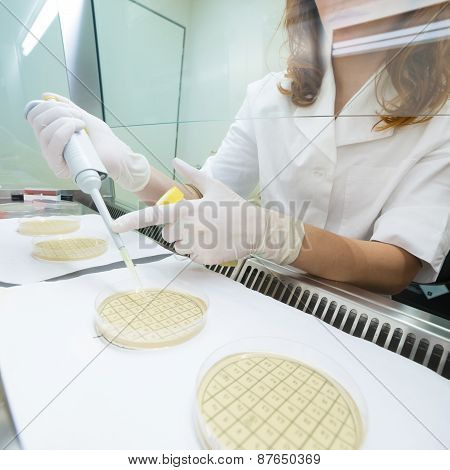 Life scientist researching in the laboratory.