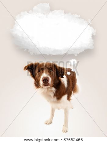 Cute brown and white border collie with empty cloud above his head
