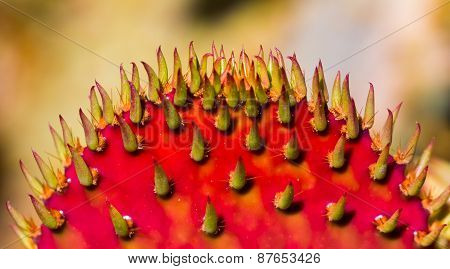 Red Prickly Pear Cactus Macro