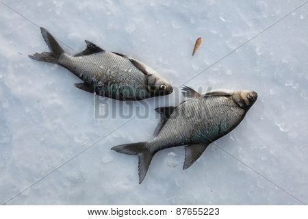 Fish catch of freshwater bream (Abramis brama) on ice during ice fishing in Yekaterinburg, Russia.