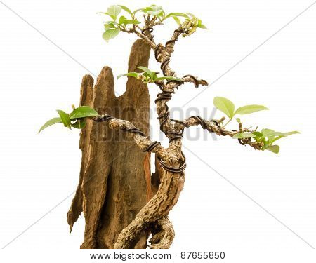 Chinese green bonsai tree on white background