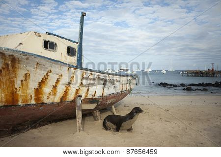 Sea Lion On Beach With Boat