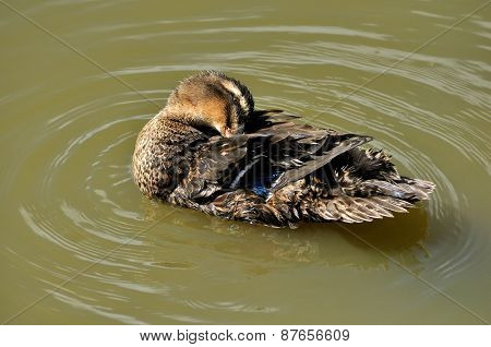 Rouen Duck