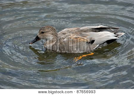 Male Gadwall Duck