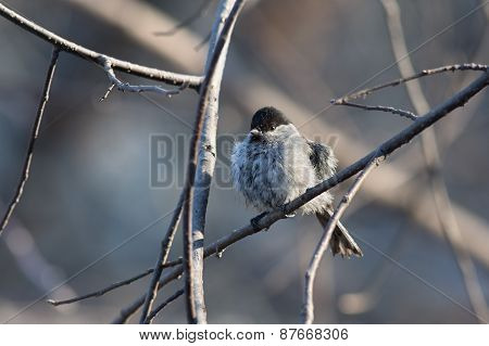 Chickadee