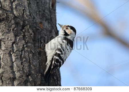 Lesser-spotted Woodpecker
