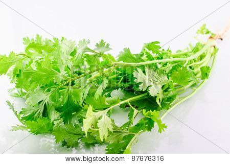 Fresh Parsley