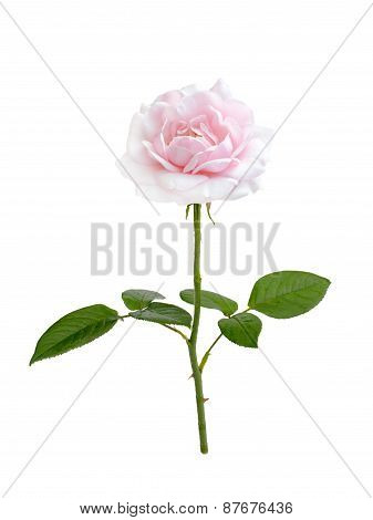 Pink Rose