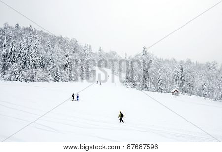 Kolasin, Montenegro - February 1: Ski Slopes In The Coniferous Forest In 'kolasin 1450' Mountain Ski