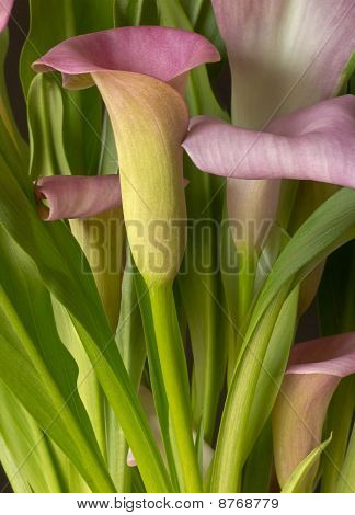 Calla Lilly Arrangement