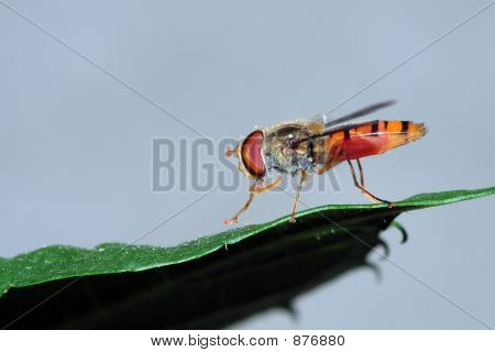 Hover-fly