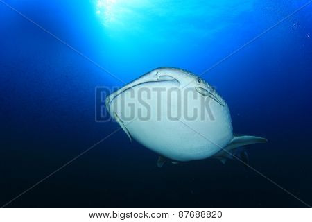 Whale Shark