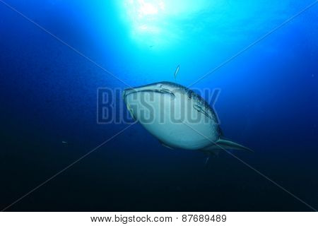 Whale Shark