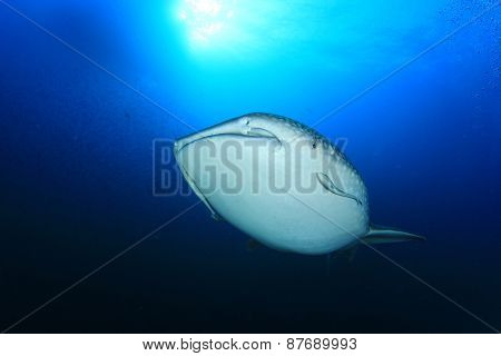 Whale Shark