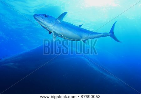 Tuna fish in ocean