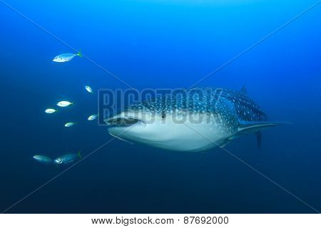 Whale Shark