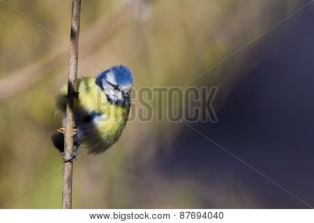 Eurasian blue tit sitting on a branch