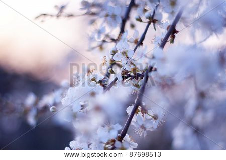 Pink tone photo of apple blossoms.