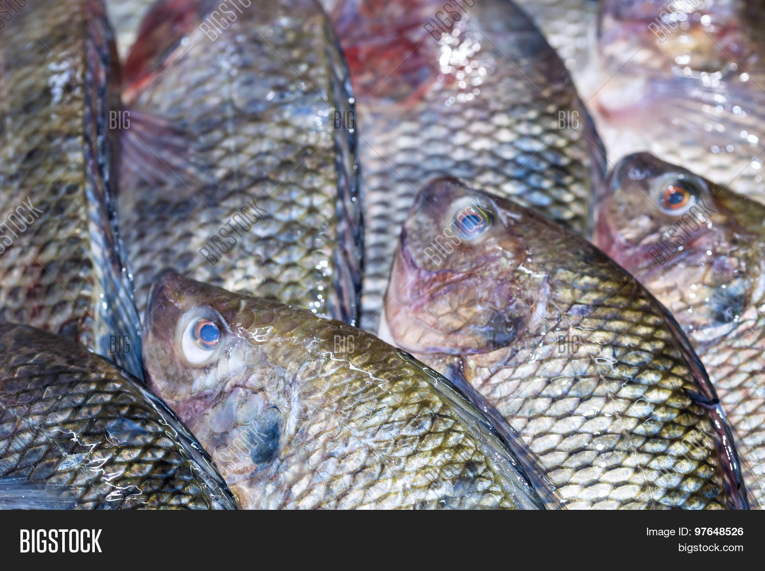 Fresh Tilapia Fish Aka Image & Photo (Free Trial) Bigstock