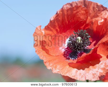 red wild poppy