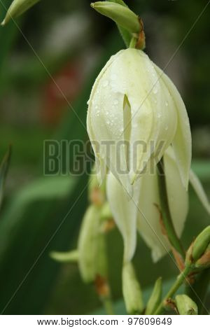 Flower Yucca