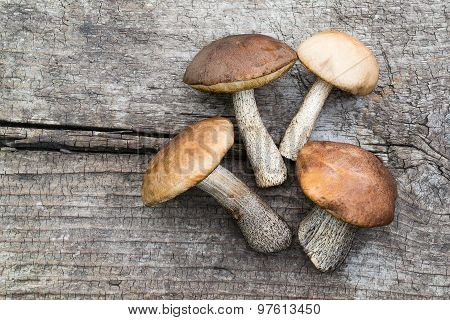 Fresh Wild Mushrooms (leccinum Scabrum)