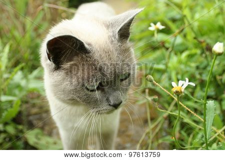 cat in the garden