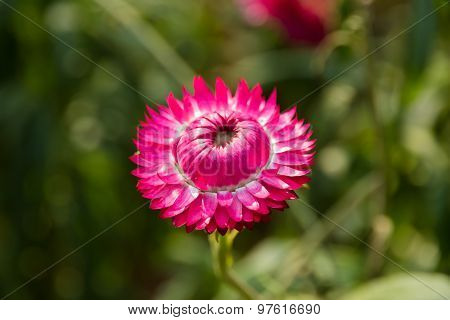 Pink Strawflower