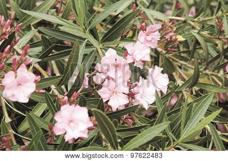 Azalea blossom