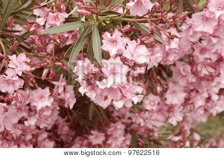 Azalea blossom