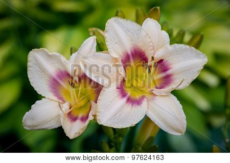 Two Pink And Yellow Day-lily Blossoms - Hemerocallis In The Garden