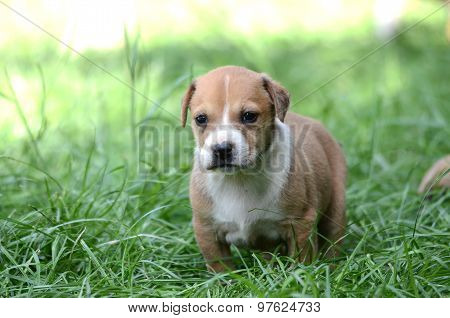 Picture of a Cute amstaff puppy. One month old.