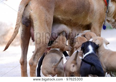 Picture of a Cute amstaff puppies breastfeeding. One month old.