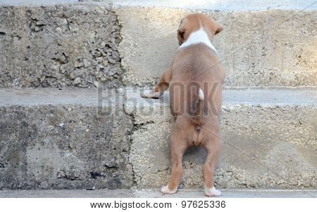 Picture of a Cute amstaff puppy. One month old.