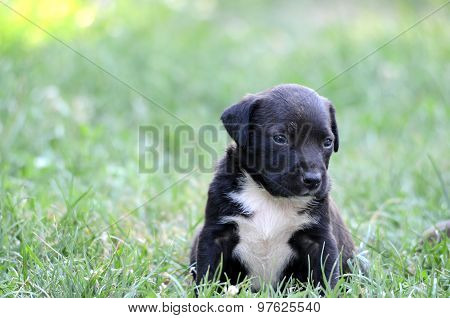 Picture of a Cute amstaff puppy. One month old.