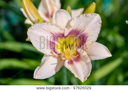 Pink And Yellow Day-lily Blossoms - Hemerocallis