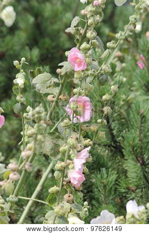 Hollyhock (Alcea)