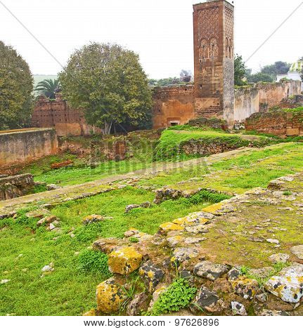 Chellah  In Morocco Africa The Old Roman Deteriorated Monument And Site