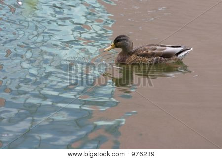 Duck